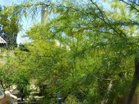 Garten der Hala-Sultan-Tekke