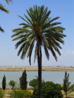 Palme am Salzsee