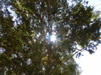 Die Sonne war nur unter einem Baum zu ertragen