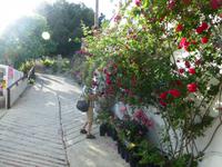 näher wäre selber Rose sein ;)