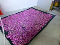 Rosenteppich in Agros