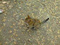 mitten im Wald erscheint diese gut aussehnde Dame - aber woher kommt sie?