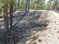 der Boden war übersät mit Zapfen