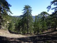 Spaziergang entlang Persephoni Wanderpfad (ca 1700m über Meeresspiegel)