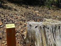 ein verfaulender Stumpf - das weiß sogar ein Städter ;)