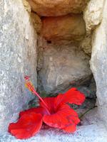 abgelegte Blüte auf der Burg Kolossi