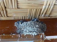 Vogelnest mit Küken auf Veranda eines Restaurantes