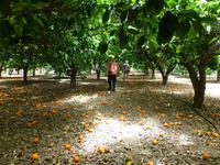 Orangenbaumplantage - Orangen zum selber pflücken