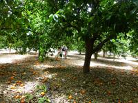 Orangenbaumplantage - Orangen zum selber pflücken