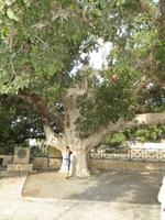 alter Feigenbaum vor dem Kloster in Ayia Napa