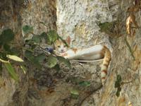 Katze in dem Feigenbaum vor dem Kloster in Ayia Napa