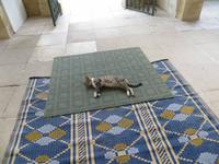 Katze vor Hala-Sultan-Tekke in Larnaca
