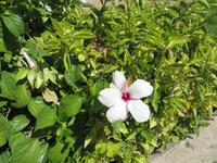 Pflanzen in der Abtei Bellapais