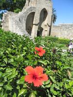 Pflanzen in der Abtei Bellapais