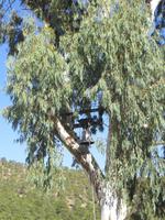 alte Version eines Glockenturms an der Scheunendachkirche in Asinou