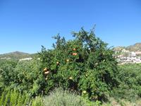 Granatapfelbaum in Pelendri