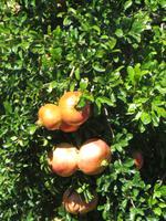 Granatapfelbaum in Pelendri