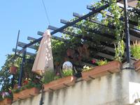 Weinreben in Pelendri