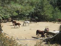 Pferdekoppel während Wanderung zu Kalydona-Wasserfällen