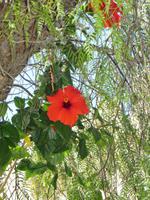 Pflanzen an der Burg von Kolossi