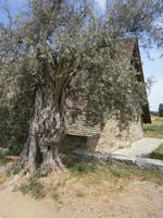 Panagia Podithou mit altem Olivenbaum