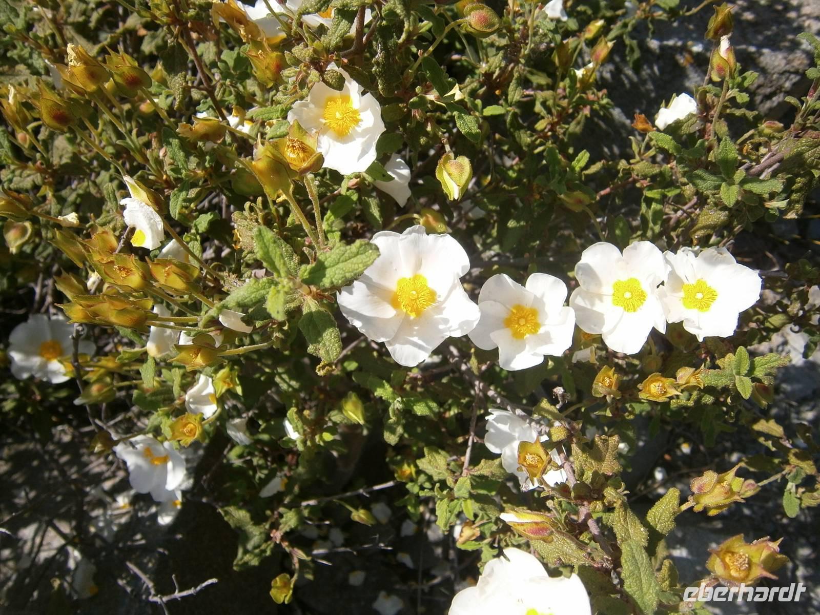 Wanderimpessionen in Agros