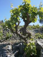 Wanderimpessionen in Agros - Weinstock