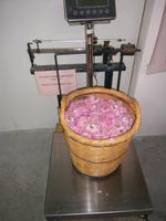 Rosenmanufaktur Tsolakis