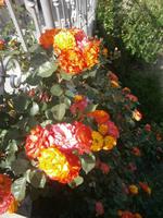 Impressionen in Pelendri