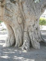 Ficus-Baum so alt wie das Kloster