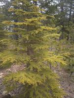 Wanderung am Olympus - Zeder