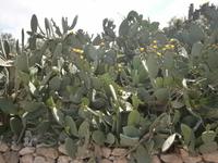 Pafos - Impressionen