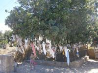 Pafos - Wunschbaum an den Agia-Solomoni-Katakomben