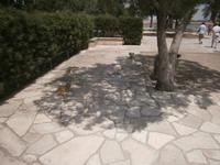 Wächter der Moschee