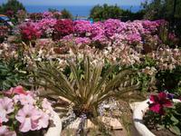 Nordzypern - Der schönste Garten von Kyrenia