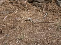 Geckos - überall zu finden