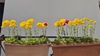 Frühling in Paphos