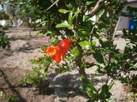 Granatapfel