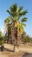 Königsgräber Paphos