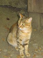 Katze 