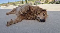 Müder Hund bei Paphos