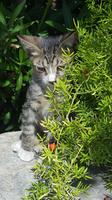 Mietzekatze in Omodhos