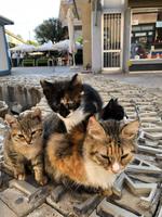 Nikosia