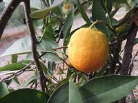 Orangen pflücken