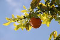 Orangenbaum