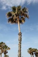 Paphos