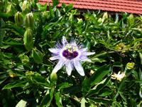 Passionsblüte