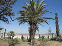 Salzsee bei Larnaca