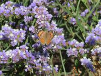 Schmetterling