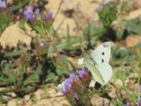 Schmetterling